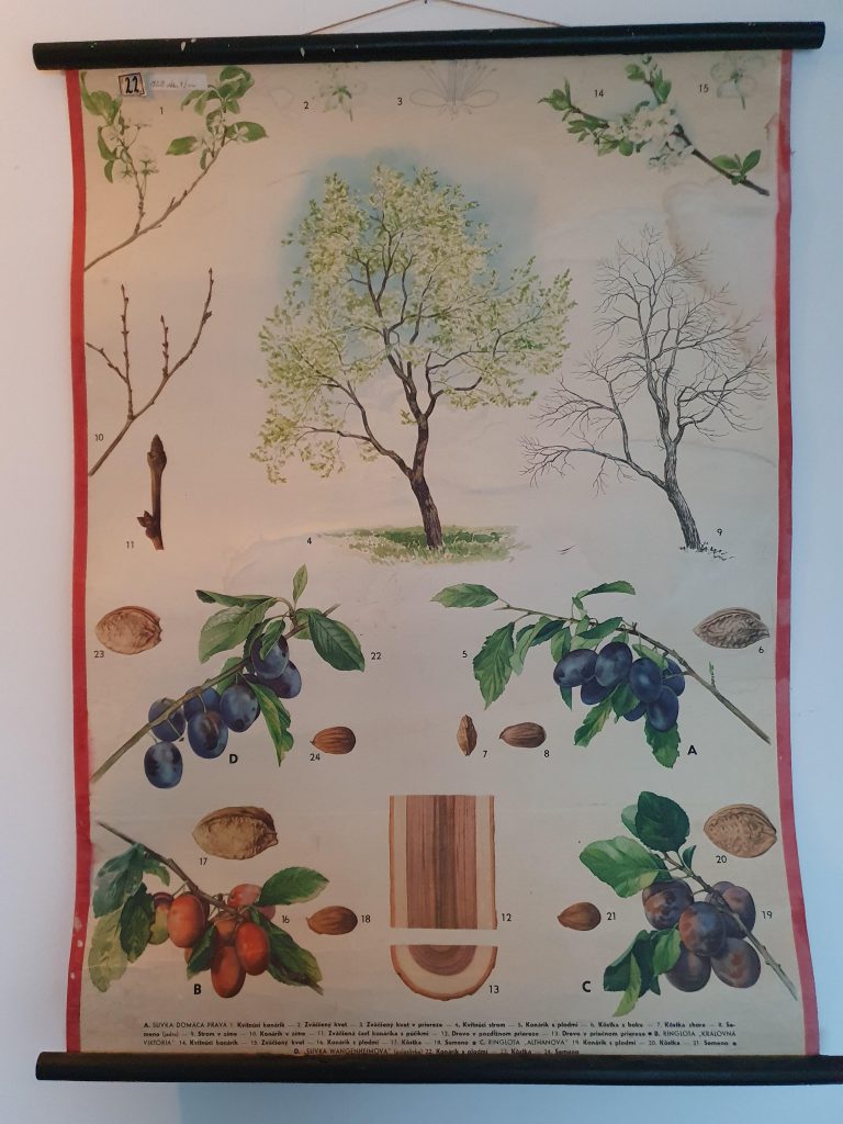 Onderhoud bibliotheek Voorwaardelijk Vintage schoolplaat pruimenboom - By.May Living and Lifestyle